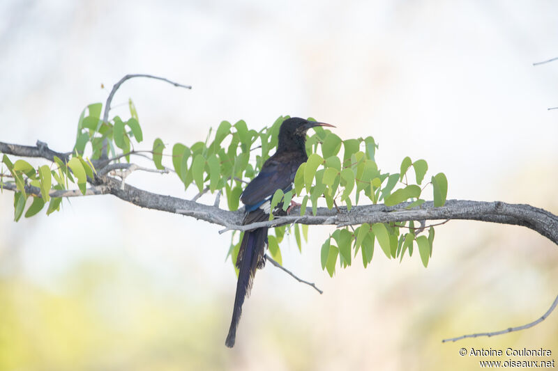 Violet Wood Hoopoe