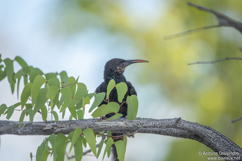 Violet Wood Hoopoe