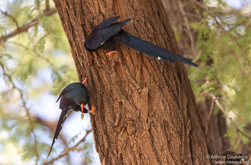 Green Wood Hoopoe, eats