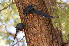 Green Wood Hoopoe