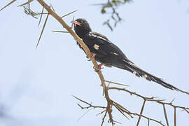 Green Wood Hoopoe