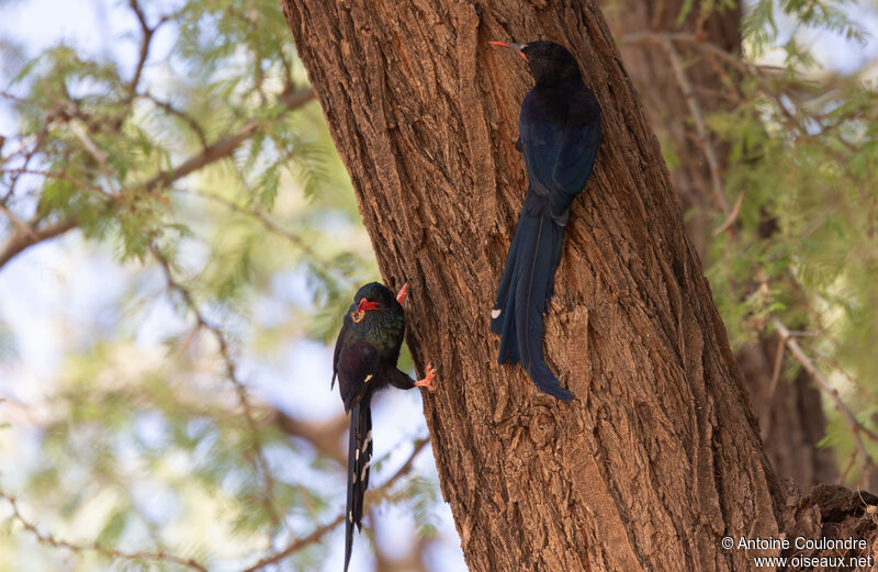 Green Wood Hoopoe, eats