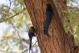 Green Wood Hoopoe