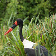 Saddle-billed Stork