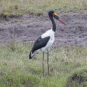 Saddle-billed Stork