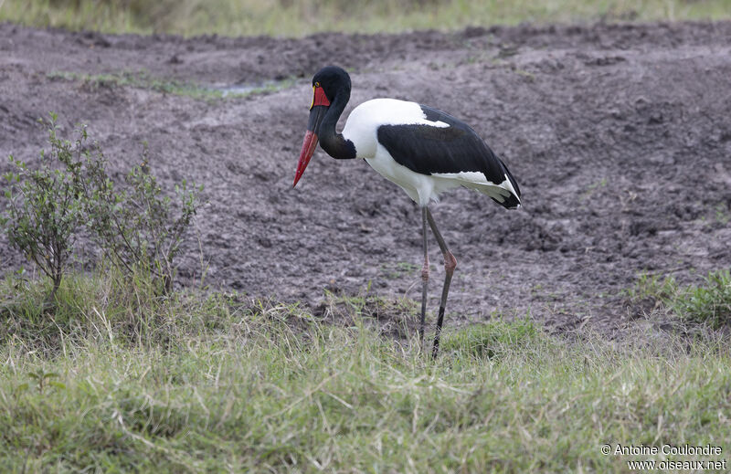 Saddle-billed Storkadult, fishing/hunting