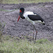 Jabiru d'Afrique