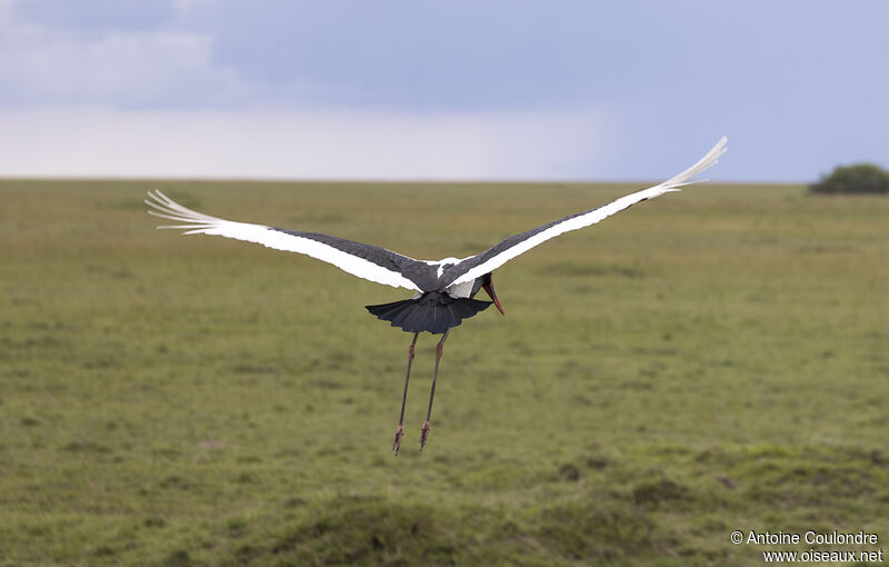 Saddle-billed Storkadult, Flight