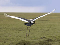 Saddle-billed Stork