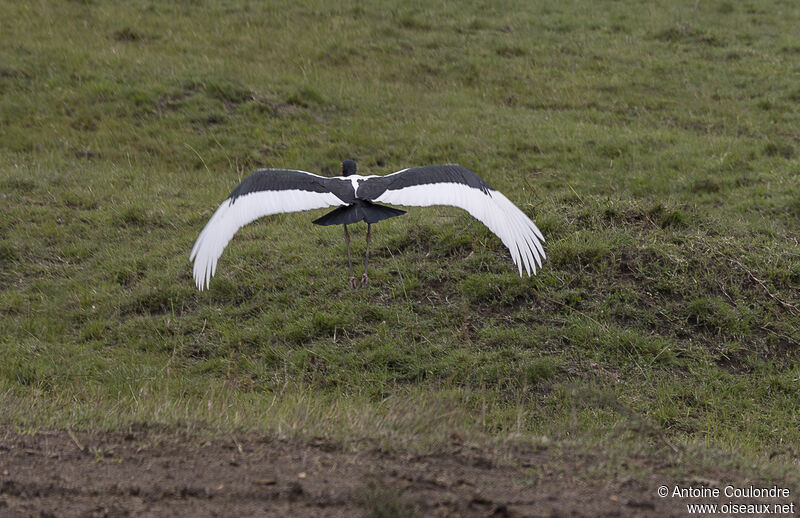 Jabiru d'Afriqueadulte, Vol