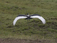 Saddle-billed Stork