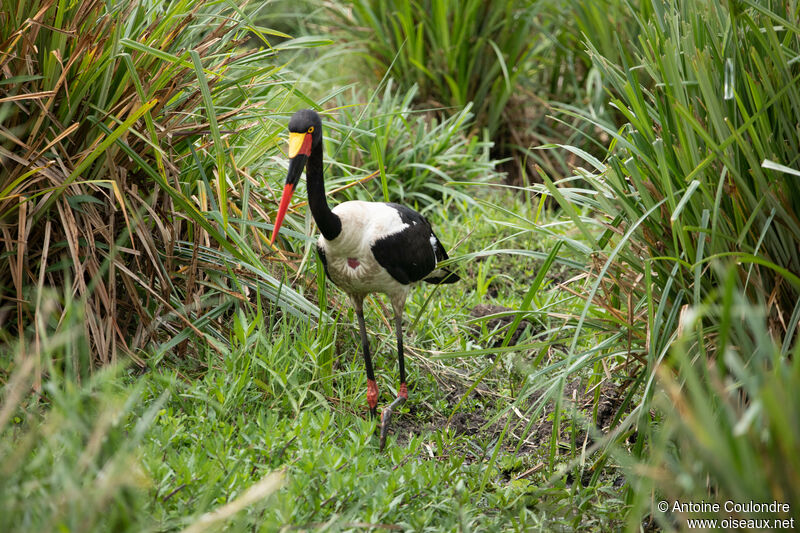 Jabiru d'Afriqueadulte