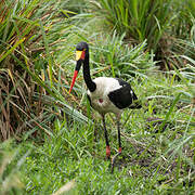 Saddle-billed Stork