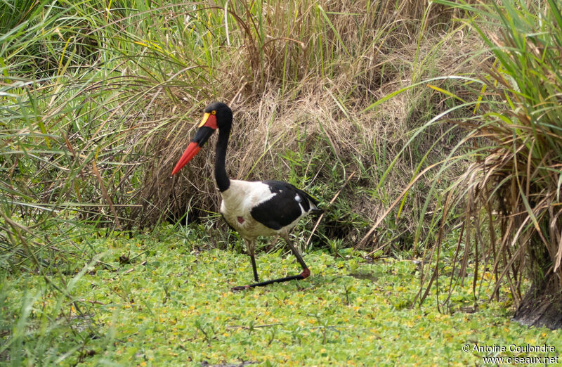 Saddle-billed Storkadult, fishing/hunting