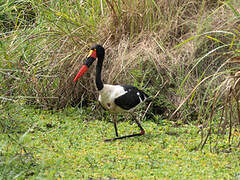 Jabiru d'Afrique