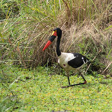 Jabiru d'Afrique