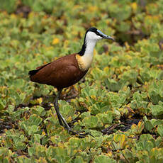 Jacana à poitrine dorée