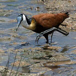 Jacana à poitrine dorée