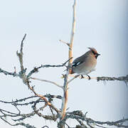 Bohemian Waxwing