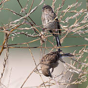 Common Linnet