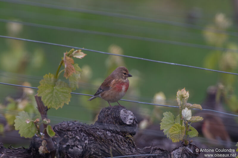 Common Linnet male adult breeding