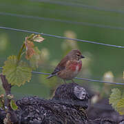 Common Linnet