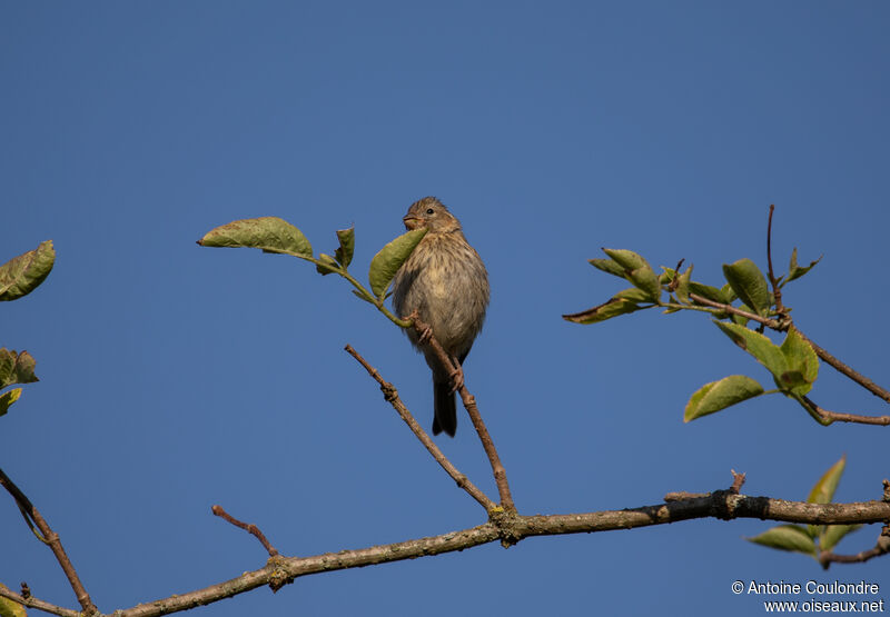 Linotte mélodieuse femelle adulte