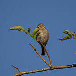 Linotte mélodieuse