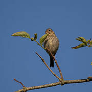 Common Linnet