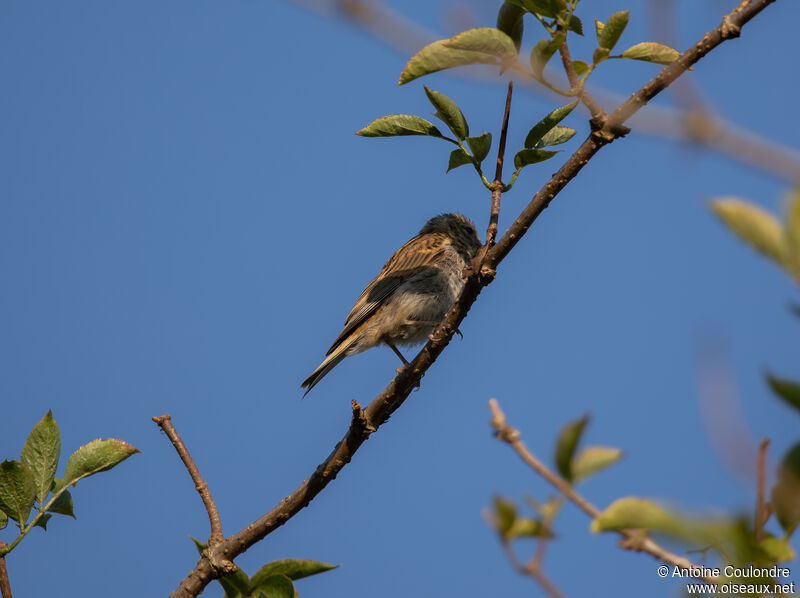 Common Linnet female adult