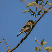 Common Linnet