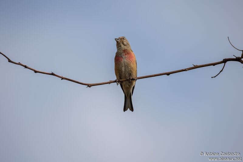 Linotte mélodieuse mâle adulte nuptial