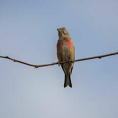 Linotte mélodieuse