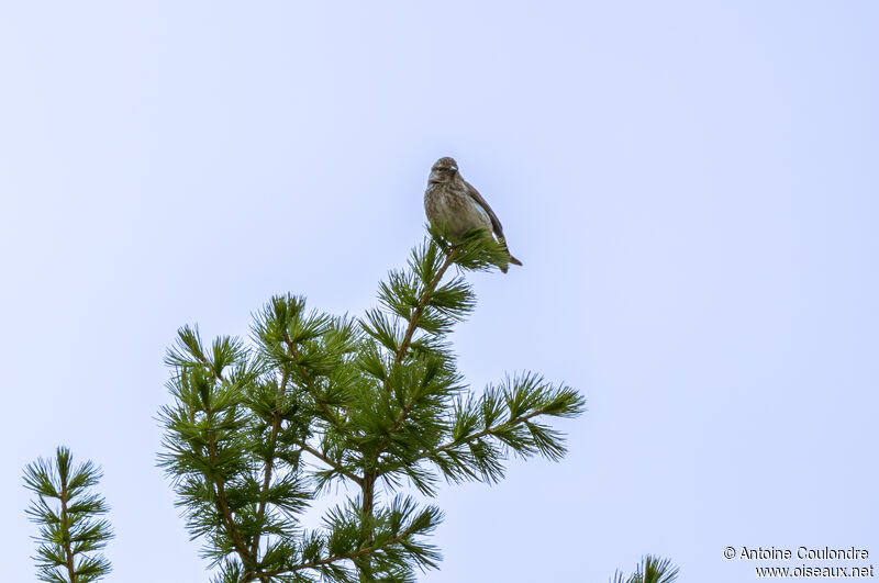 Common Linnet female adult breeding