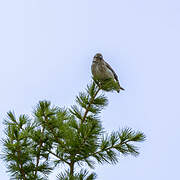 Common Linnet