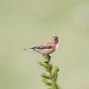 Common Linnet