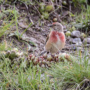 Common Linnet