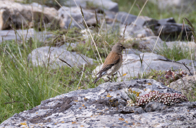 Common Linnet male adult breeding