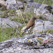 Linotte mélodieuse