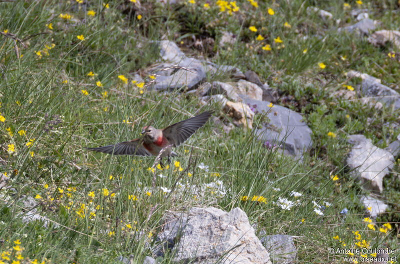 Linotte mélodieuse mâle adulte nuptial