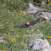 Common Linnet