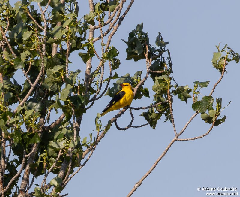 Eurasian Golden Oriole male adult breeding