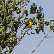 Eurasian Golden Oriole