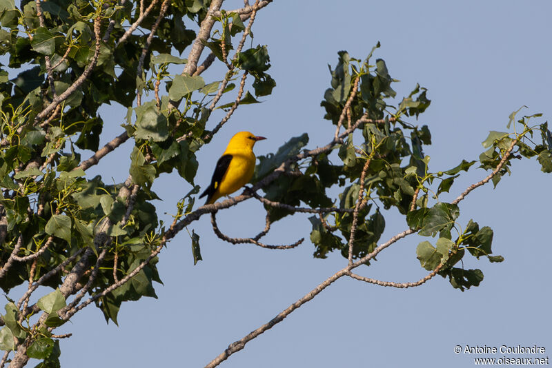 Eurasian Golden Oriole male adult breeding