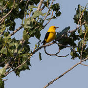 Eurasian Golden Oriole