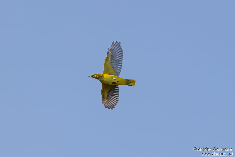 Eurasian Golden Oriole female adult breeding, Reproduction-nesting