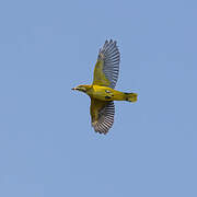 Eurasian Golden Oriole