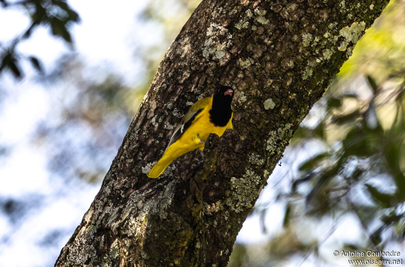 Black-headed Oriole male adult