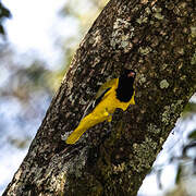 Black-headed Oriole