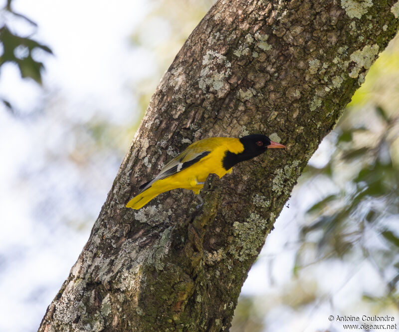 Black-headed Oriole male adult